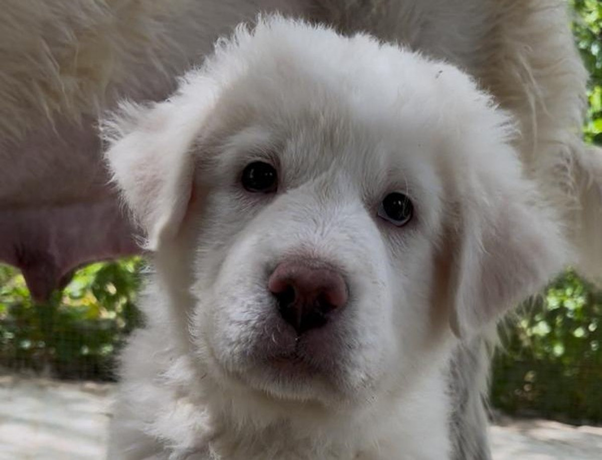 Mika00